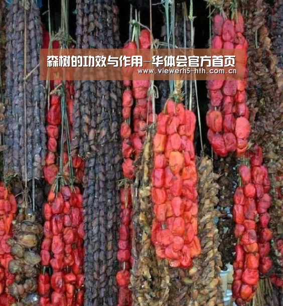 森树的功效与作用-华体会官方首页(图1)